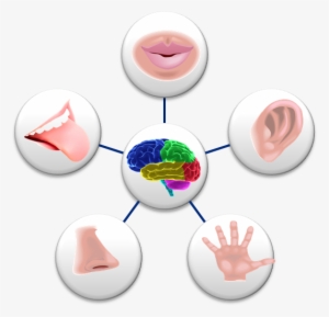 Http - Perception Senses