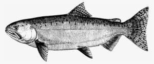 Chinook-transparent - Illustration Fish Transparent