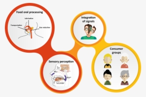 Bolus - Sensory Perception Of Food