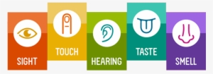 Shapes, Letters And Words By Using The Five Senses - Smell Taste Touch Hearing Sight