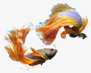 Our Story - Illustration