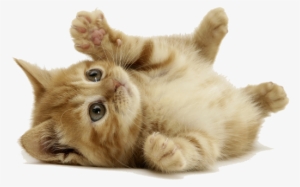 Orange Cat Lay Down - Cat Background