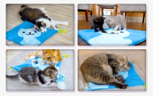 See How Much Your Cat Will Love It - Cat