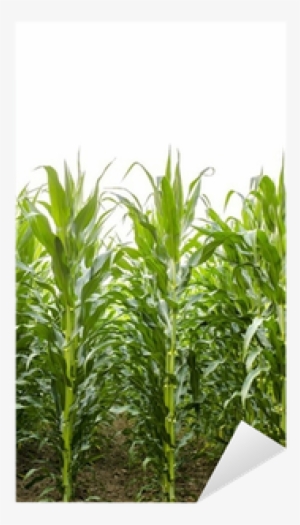 Free Corn Field Png - Grass