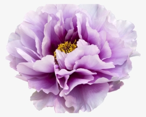 Buy2get1free Hand Drawn Flower Bloom Clipart By Qidsignproject - Peony With Transparent Background