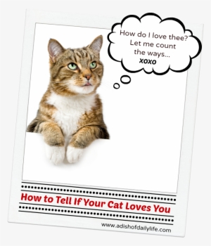 How To Tell If Your Cat Loves You - 21st Century Health Care, Flea + Tick Defense