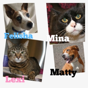 Forever Home, August - Internet Safety Signs