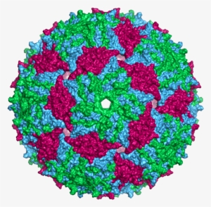 Ms2capsid Surface - Epstein Barr Electron Microscope