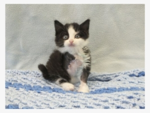 Kitten