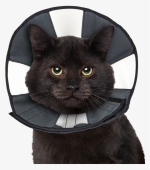 Zencone Smallest Size - Zenpet Zen Collar - S