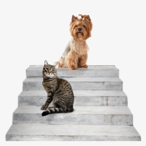 A Dog And Cat On The Steps To Heaven - Yorkshire Terrier