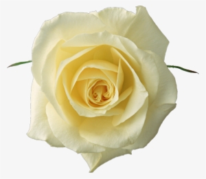 Imágenes De Flores Variadas - White Yellow Roses