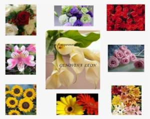 Flores Para Novias, Ramos De Novia, Iglesias, Arreglos - Graines De Tournesol Prado Yellow