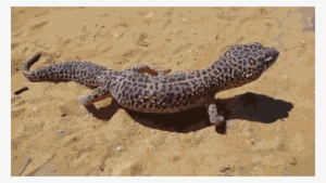 Blue Grey Leopard Gecko Clipart Lizard Reptile Common - Blue Grey Leopard Gecko