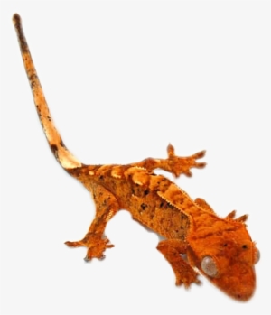 Crested Gecko