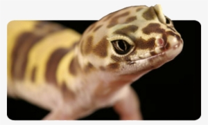 California Desert Barefoot Banded Gecko
