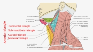 Neck And Shoulder Muscles Pain
