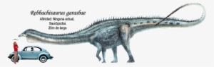 Rebbachisaurus Garasbae A Escala - Rebbachisaurus Garasbae