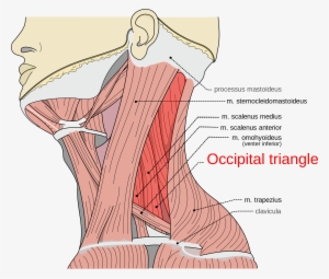 Musculi Coli Base, My Edits For Tringles, Occipital - Splenius Capitis Levator Scapulae