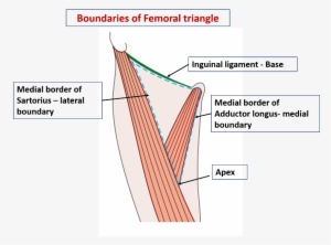 Name The Structures Forming Boundaries Of Femoral Triangle - Borders Femoral Triangle