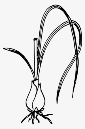 French Onion Soup White Onion Vegetable Red Onion - Green Onion Black And White