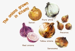 Pure White Onions - Red Onion