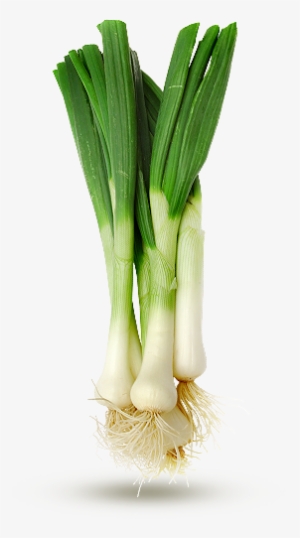 Spring Onion - Leek