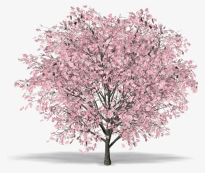 3d Cherry Blossom Tree Model Free