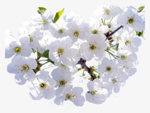 Floresblancas1 - Cherry Blossom Beautiful White Flower