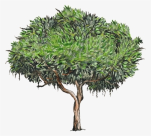 Vecinos Verdes For Arbol De Hojas Perennes Y Flores - Tepozan Png