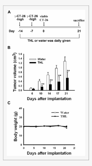 Tien Hsien Liquid Inhibited The Growth Of Ct26 High - Syngenic