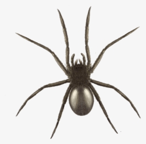 Halloween Spider Graphics - Widow Spider