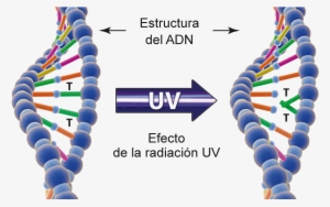 Mecanismo De Desinfección Uv - Uv Radiation Of Drinking Water