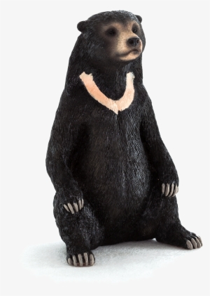 Animal Planet - Sun Bear