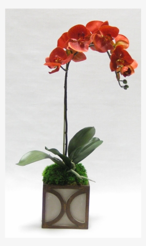 Wooden Mini Square Container W/ Half Circle - Bronze