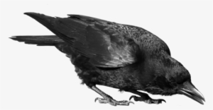 Raven Bird - Transparent Crow
