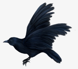 Bird-055 - Corbeau Png - 508x450 Png Download - Pngkit