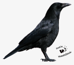 Png Image Information - Crow Png