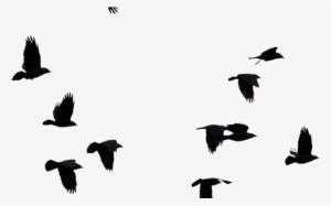 Bird Cut Out Photoshop