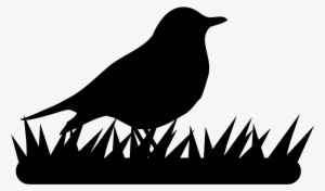 Thrushes - All About Birds