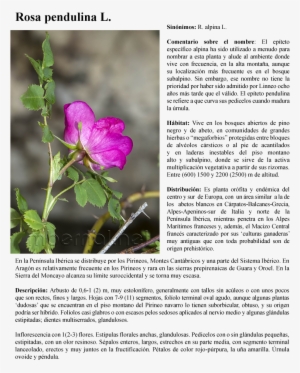 Rosa Pendulina L - Alpine Rose