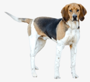 American Foxhound Walker - Treeing Walker Coonhound