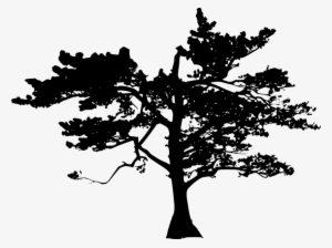 Free Png Tree Silhouette Png Images Transparent - Portable Network Graphics