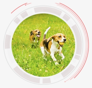 Dog - Beagle-harrier