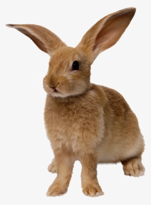 Image006 - Transparent Background Rabbit Png