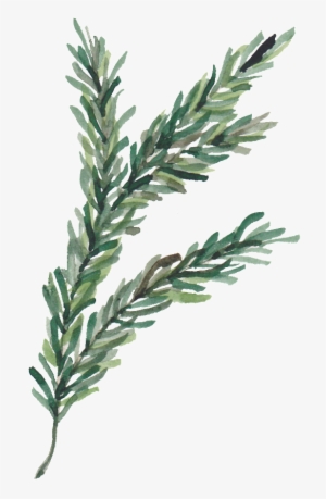 Pine Leaves Transparent Decorative - Leaf