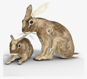 Hare,wild Hare,easter Bunny,long - European Rabbit