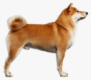 Appearance Of Akita Inu - Akita Inu