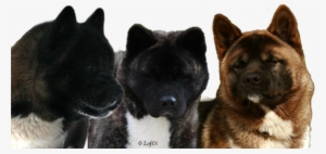 Heads American Akitas Own Breeding - American Akita World Champion