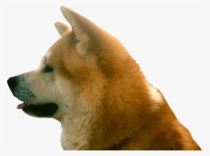 Interested Register For The Next Litter - Akita